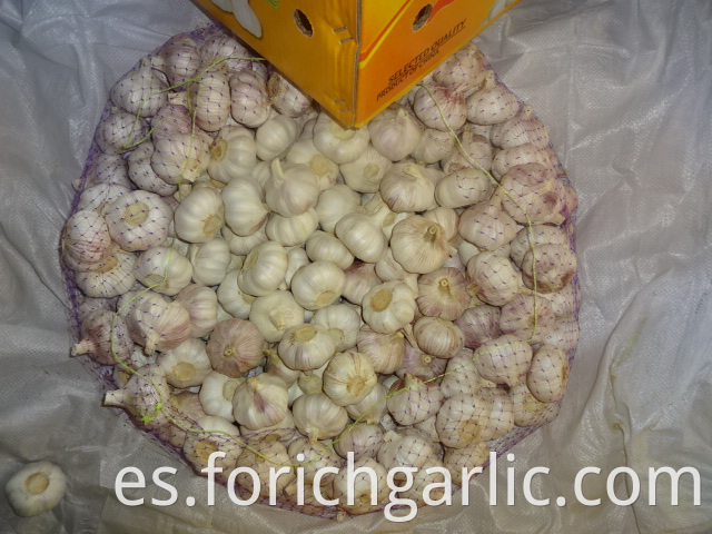 Normal White Garlic